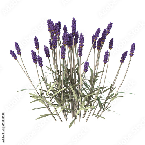 Fototapeta Naklejka Na Ścianę i Meble -  Lavender Flowers on White