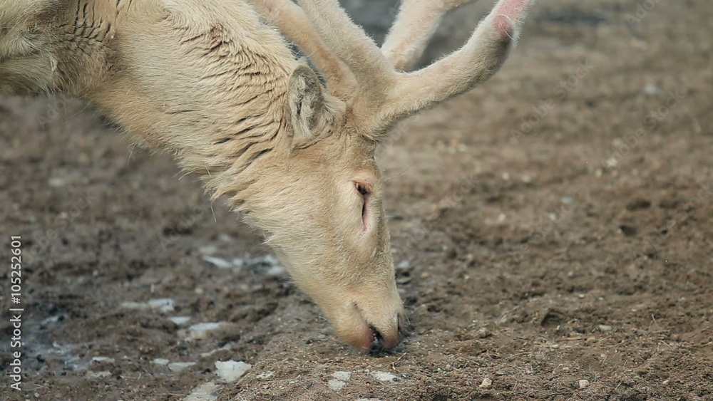 close-up of reindeer with big beautiful horns close-up of reindeer with big beautiful horns