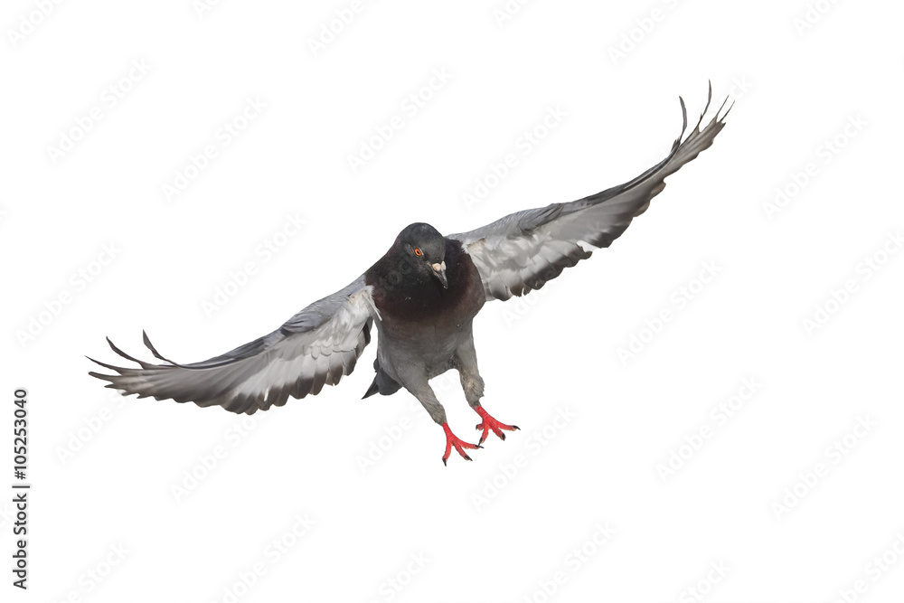 the grey dove flies to spread its wings on white isolated background the grey dove flies to spread its wings on white isolated background