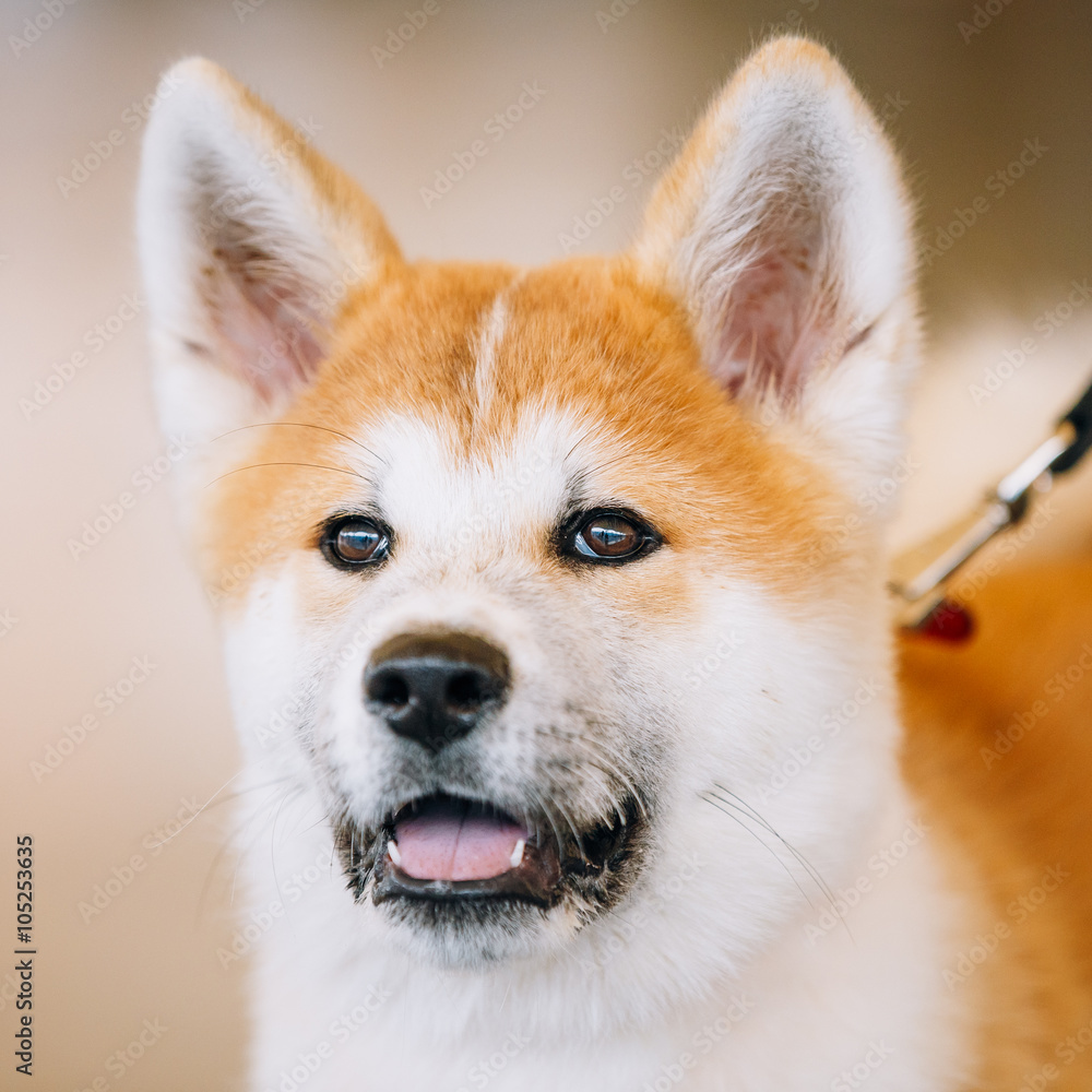 Young White And Red Akita Inu Dog, Puppy
