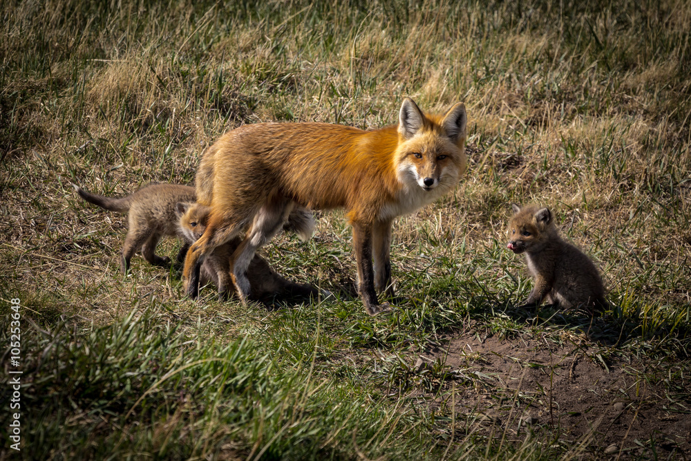 Mother fox and kits in the wild