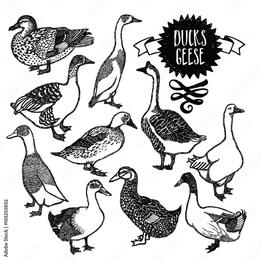 Farm birds Ducks and geese Farm birds Ducks and geese