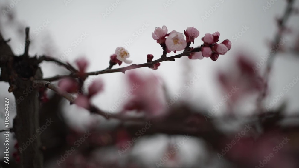 blossom cherry tree with snow in italian winter landscape 
