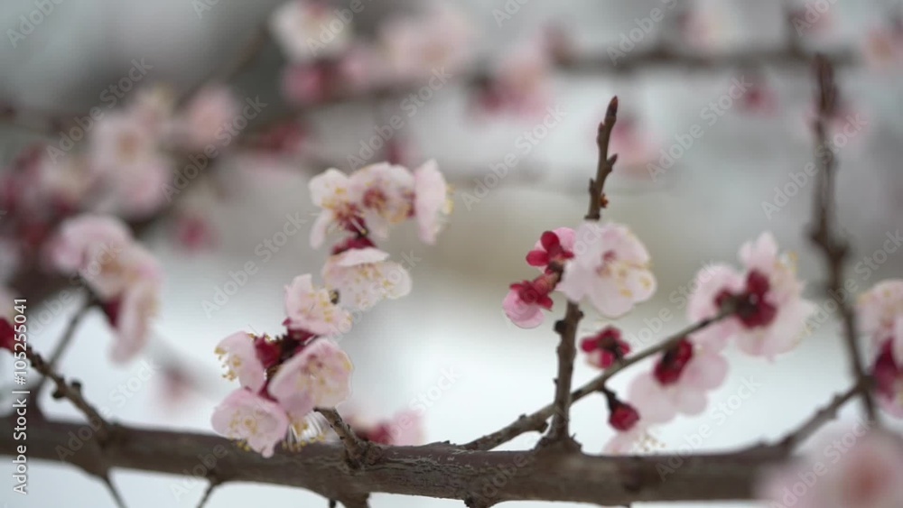 blossom cherry tree with snow in italian winter landscape blossom cherry tree with snow in italian winter landscape