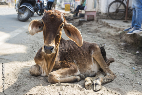 little calf cow