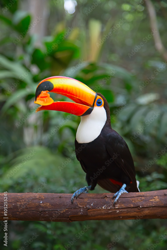 Fototapeta premium Colorful tucan