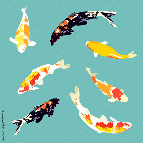 set of koi fish, carp fish collection, vector illustration