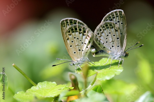 Wallpaper Mural Two Little Grass Blue Butterfly Mating in Garden Torontodigital.ca