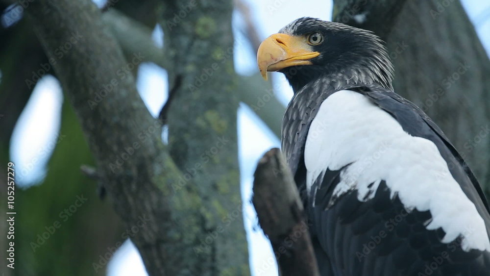 Big Bird an eagle sitting Big Bird an eagle sitting