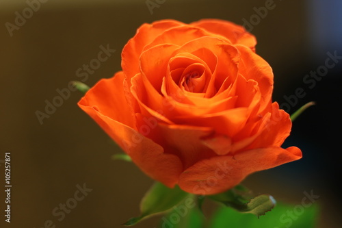 Rote Rose ein Symbol der Liebe