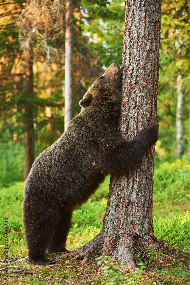 Fototapeta premium brown bear leaning against a tree