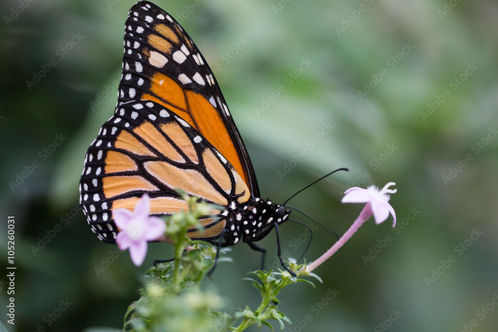 tropischer Schmetterling (Monarch) tropischer Schmetterling (Monarch)