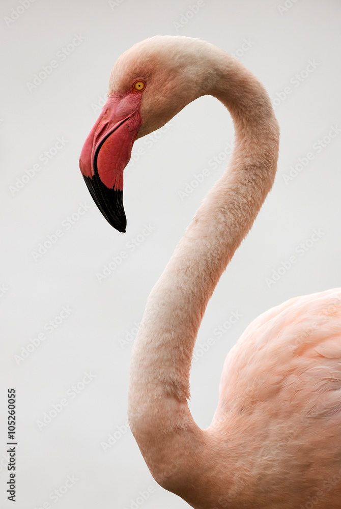 Fototapeta premium Portrait of a beautiful Flamingo