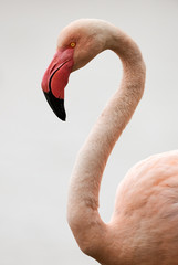 Poster Flamingo Sierlijk portret van roze flamingo  © lucaar