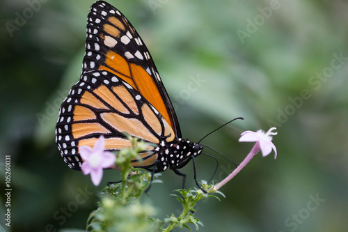 tropischer Schmetterling (Monarch) © Dagmar Breu