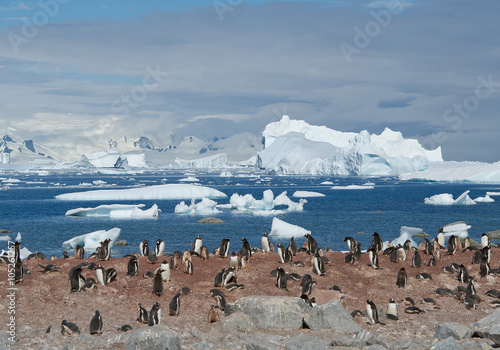 Large colony of gentoo penguins  with floating icebergs in blue sea background  sunny day  Antarctic Peninsula