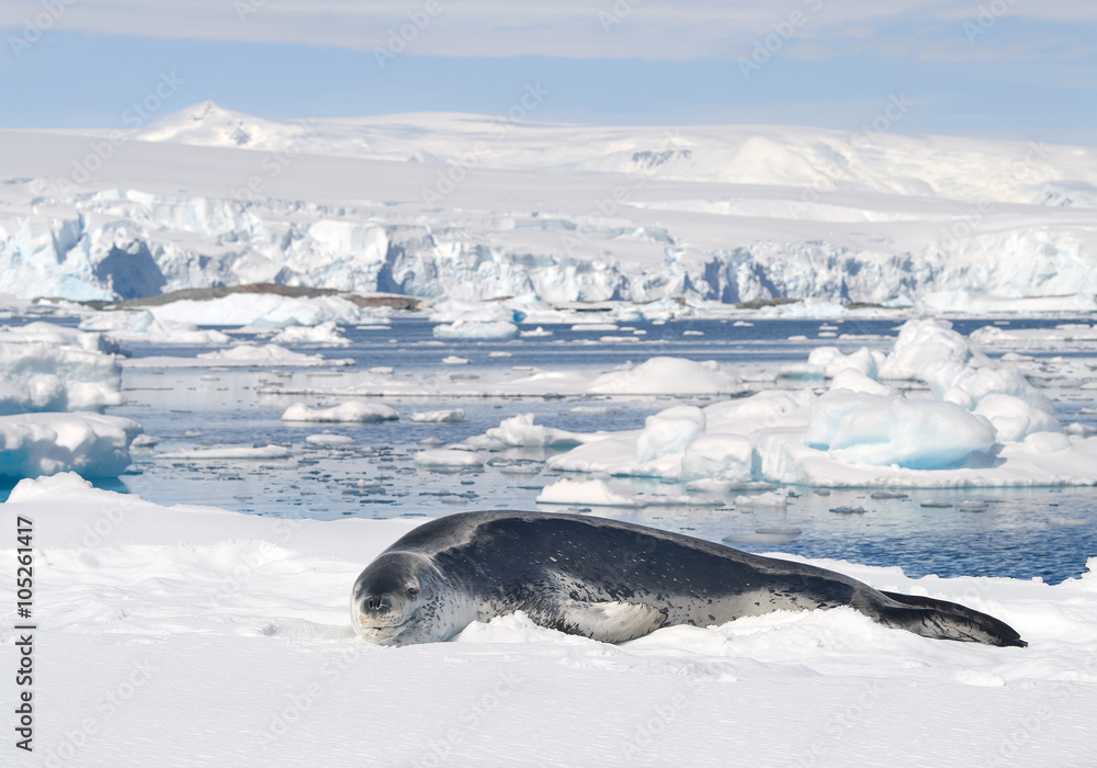 Obraz premium Leopard seal resting on ice floe, looking at the photographer, with icebergs in background, cloudy day with blue stripes in the sky, Antarctic peninsula