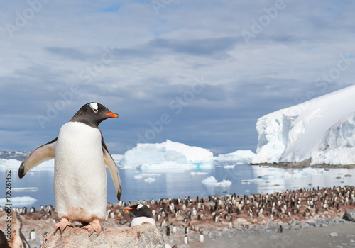 Gentoo penguin, standing on the stone, looking at the colony, icebergs in background, sunny day, Antarctic Peninsula
