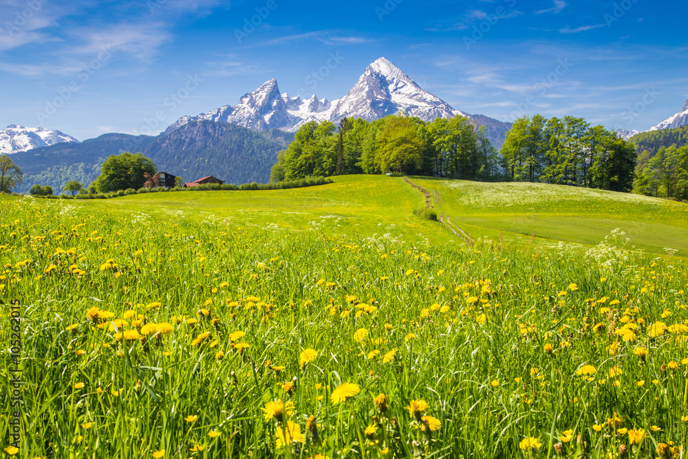Idyllic landscape in the Alps with blooming meadows and mountain tops