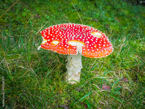 pitted toadstool