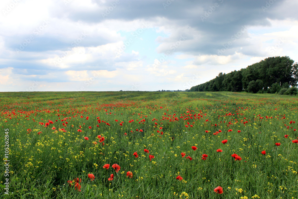 field with red poppies