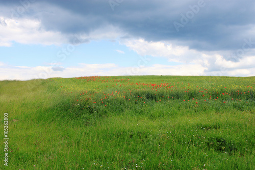 Spring field on a cloudy day