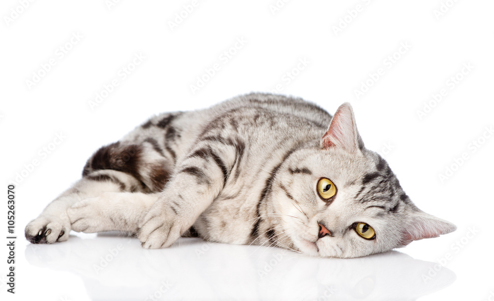 Obraz premium Smutny kot szkocki patrząc na kamery. na białym tle