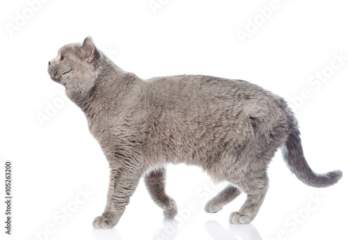 Fototapeta Naklejka Na Ścianę i Meble -  Big scottish cat walking. isolated on white background