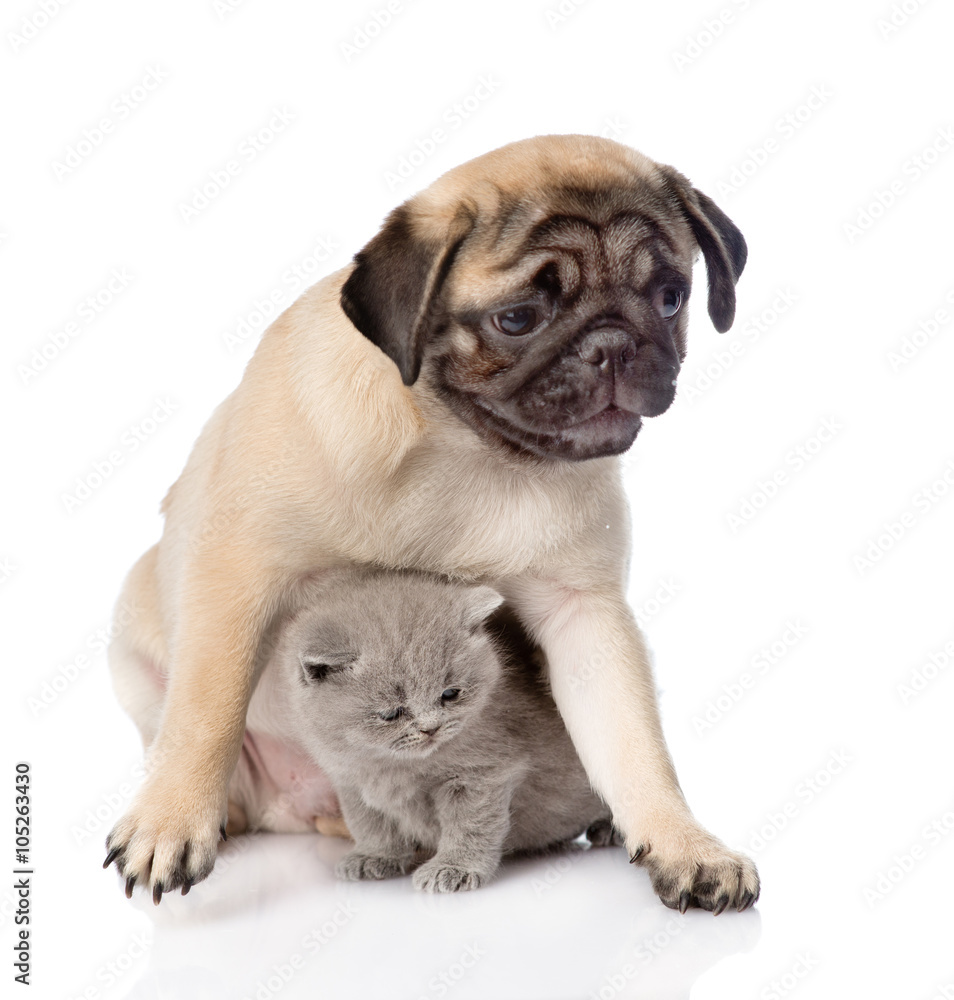 Pug puppy with scottish cat sitting together. Focus on cat. isol