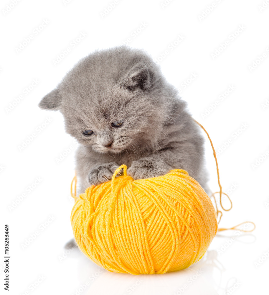 cat playing with a ball of wool. isolated on white background Photos |  Adobe Stock