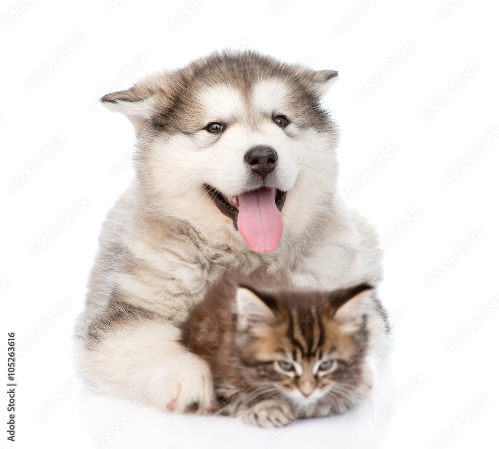 small maine coon cat lying with alaskan malamute dog. isolated o