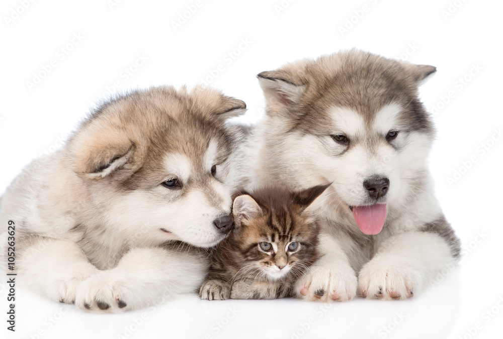 two alaskan malamute dogs and maine coon cat together. isolated