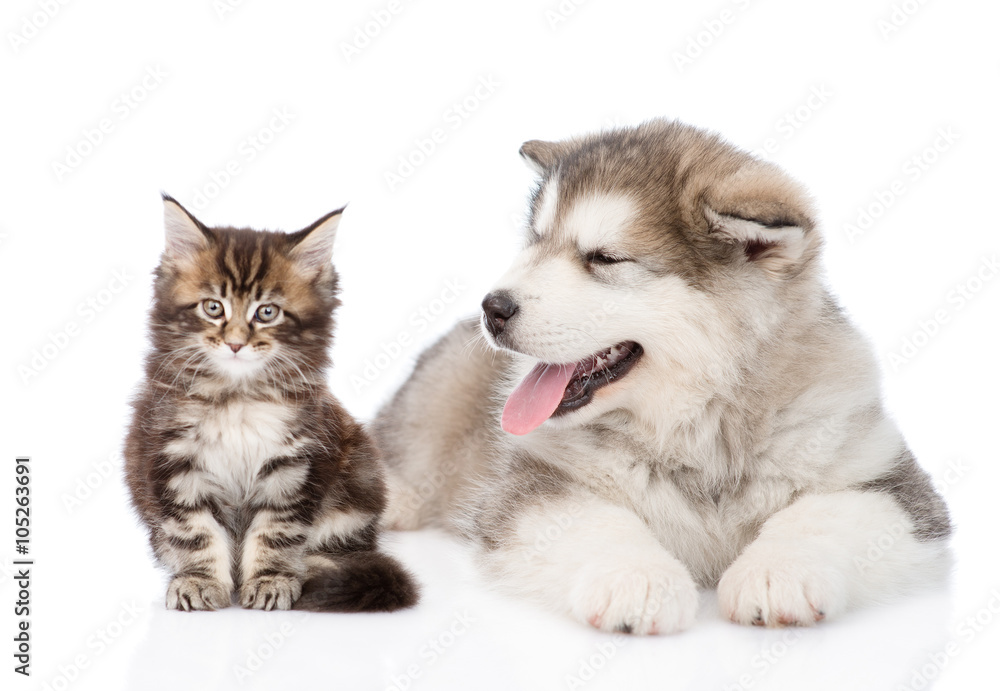 Fototapeta premium Alaskan malamute dog and maine coon cat together. focus on dog.