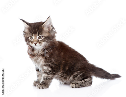 Portrait small maine coon kitten. isolated on white background