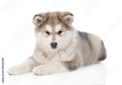 Fototapeta Naklejka Na Ścianę i Meble -  Alaskan malamute puppy lying. isolated on white background