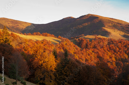 The setting sun, illuminating the hillsides covered with autumn beech forest. Ukrainian Carpathian Mountains.