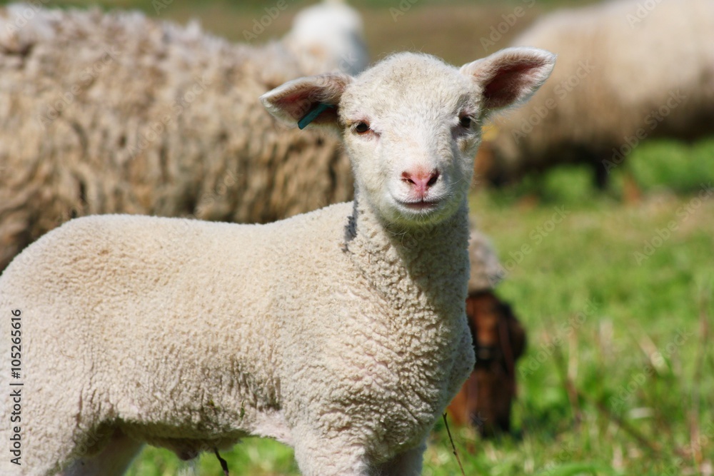 Newborn Lamb on Pasture