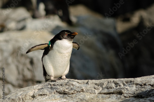 Penguin
