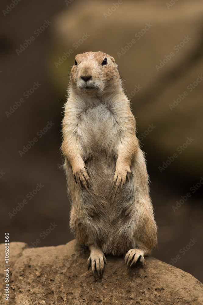 Fototapeta premium Prairie dog