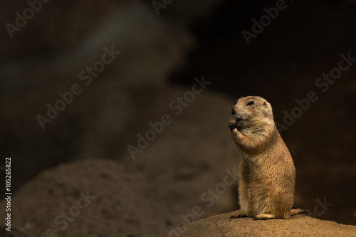 Prairie dog
