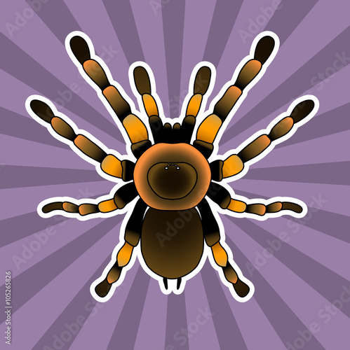 Insect anatomy. Tarantula spider. Brachypelma smithi, spider female. Sketch of spider. Tarantula . Vector