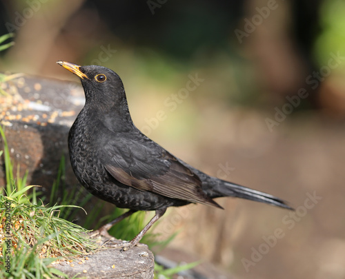 Close up of a male Blackbird on a tree trunk © scooperdigital