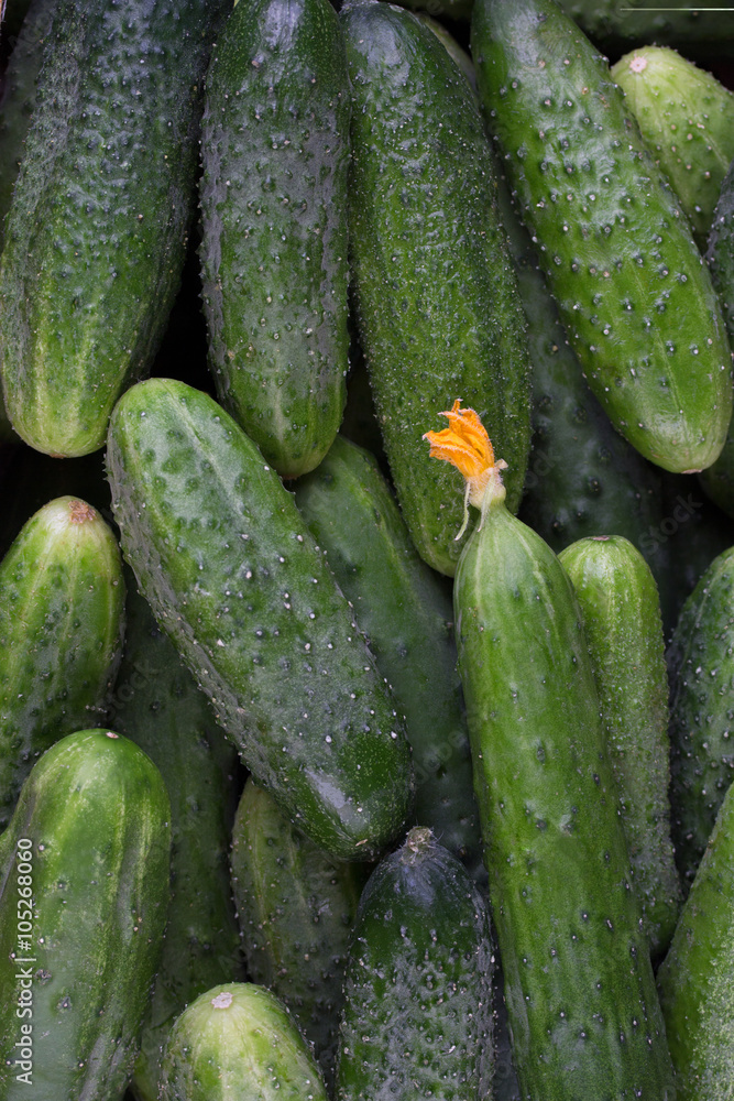 Pile of fresh green cucumbers Pile of fresh green cucumbers