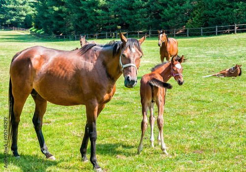 English Thoroughbred foal horse with mare on the field 