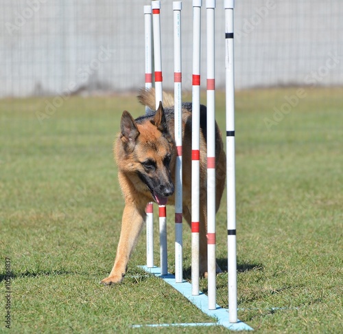 German Shepherd at a Dog Agility Trial photo