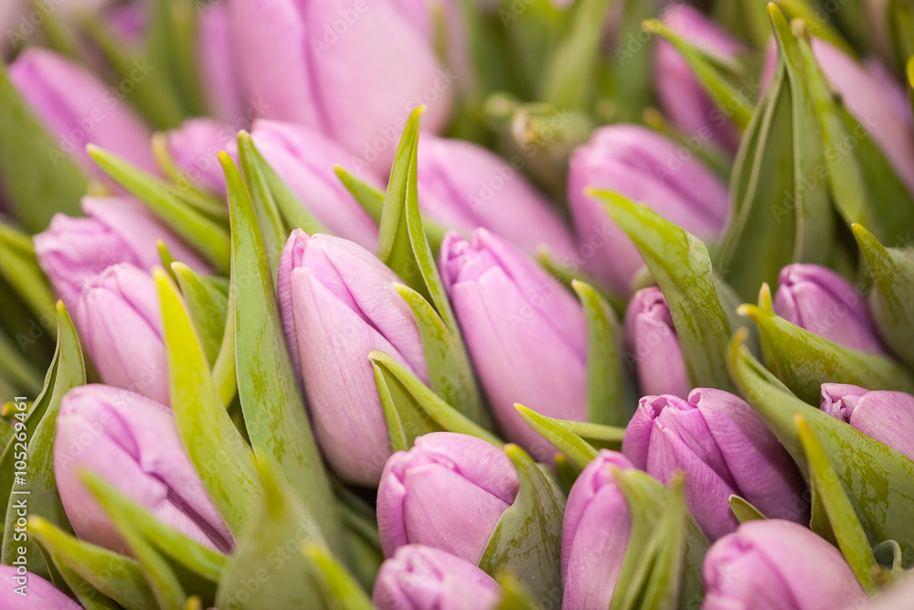 Tulips closeup Tulips closeup