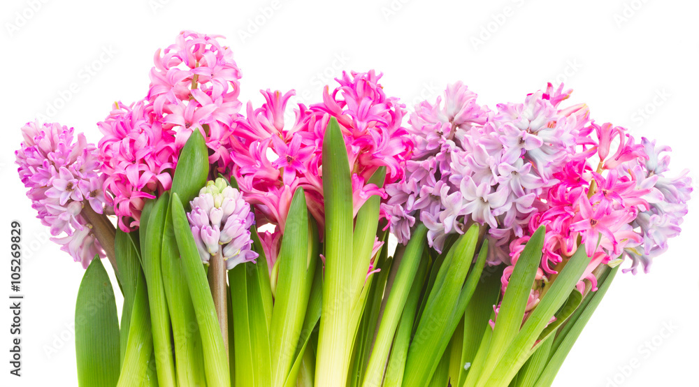 Obraz premium Pink and violet hyacinths