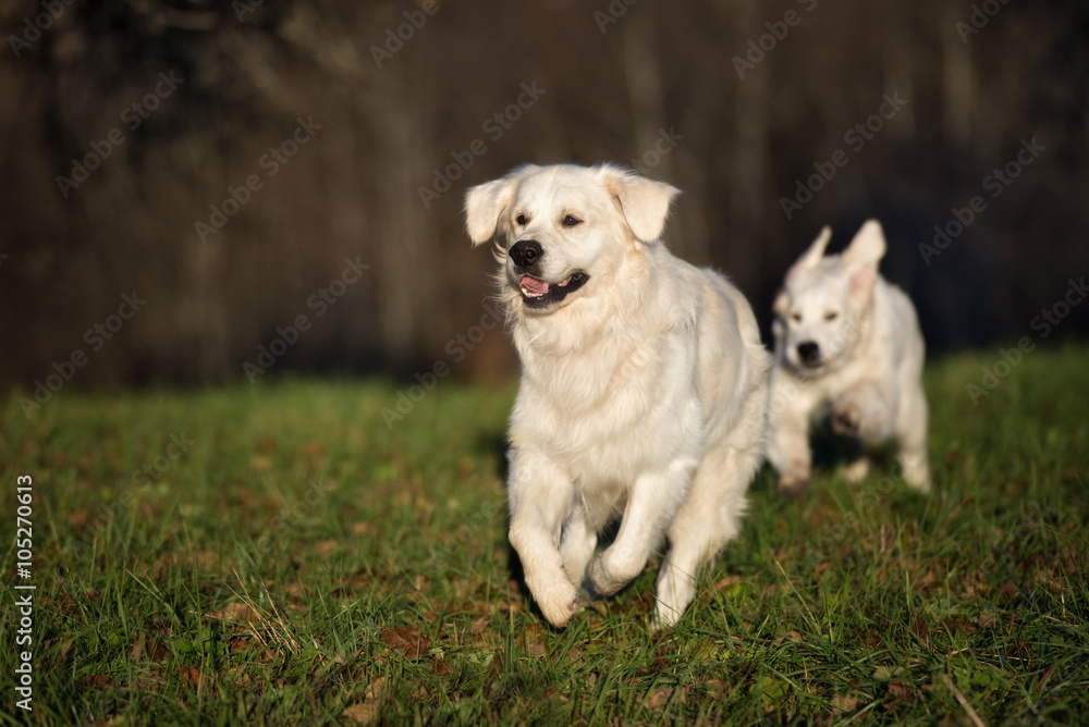 happy golden retriever dog running outdoors in spring