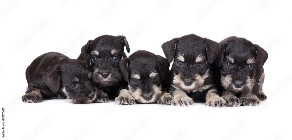 Obraz premium five schnauzer puppies lying down on white