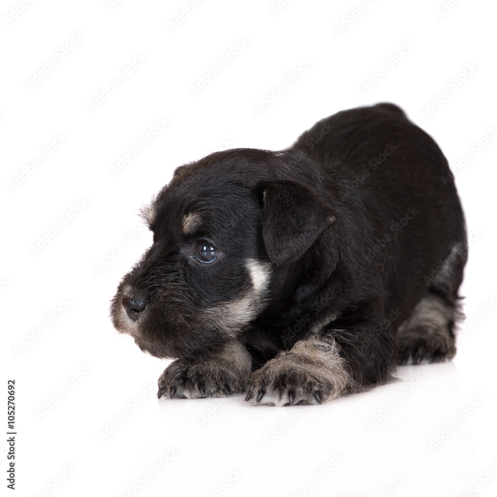 Fototapeta premium miniature schnauzer puppy bows down